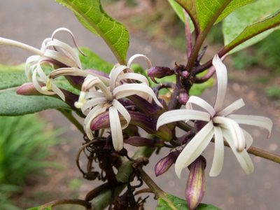 Clermontia parviflora, photographed by Will Sides