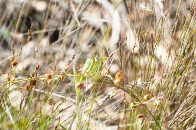 Pterostylis recurva, photographed by Hugo Innes