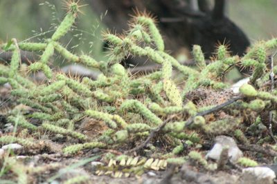 Opuntia pubescens, photographed by Obed Palagot Echavarria