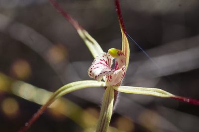 Caladenia polychroma, photographed by Hugo Innes