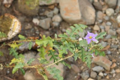 Solanum houstonii, photographed by Obed Palagot Echavarria