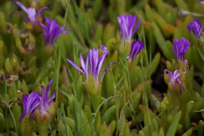 Disphyma crassifolium, photographed by Rod Lowther