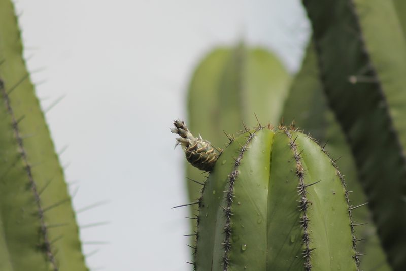 Escontria chiotilla, photographed by Obed Palagot Echavarria