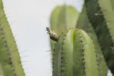 Escontria chiotilla, photographed by Obed Palagot Echavarria