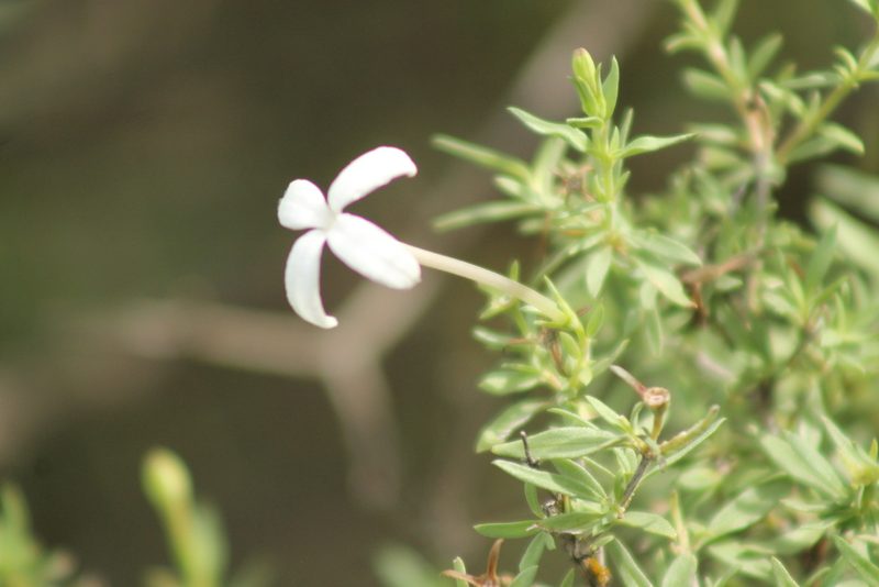 Bouvardia erecta, photographed by Obed Palagot Echavarria