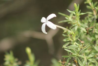 Bouvardia erecta, photographed by Obed Palagot Echavarria