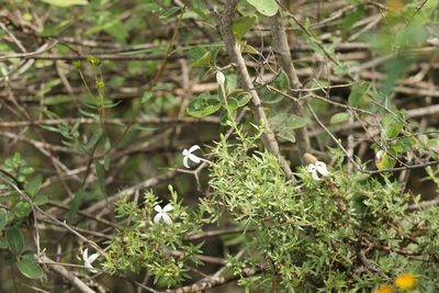 Bouvardia erecta, photographed by Obed Palagot Echavarria