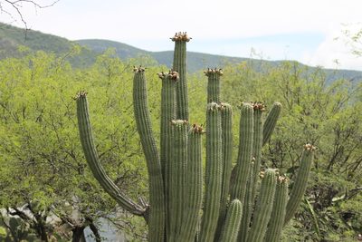 Stenocereus stellatus, photographed by Obed Palagot Echavarria