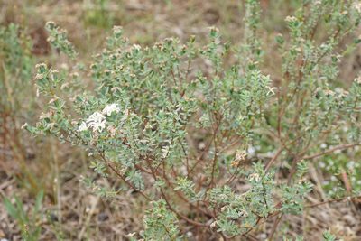 Pimelea glauca, photographed by Rod Lowther