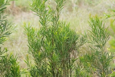 Acacia uncifolia