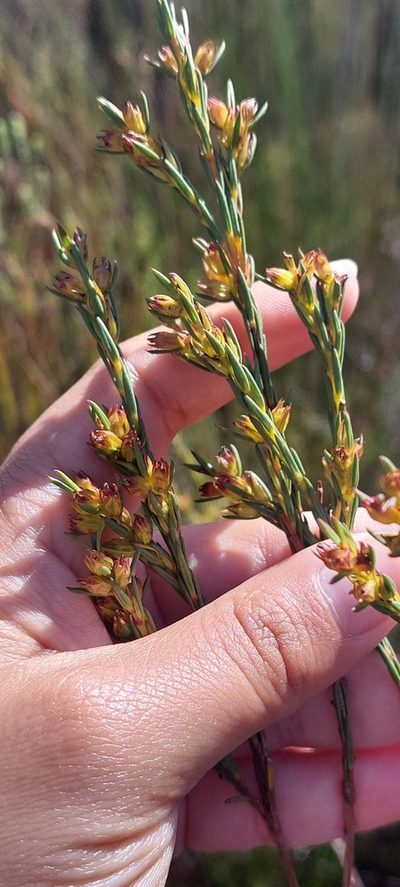 Penaea micrantha, photographed by sharndreheuvel