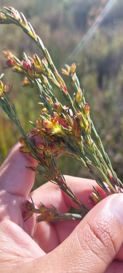 Penaea micrantha, photographed by sharndreheuvel