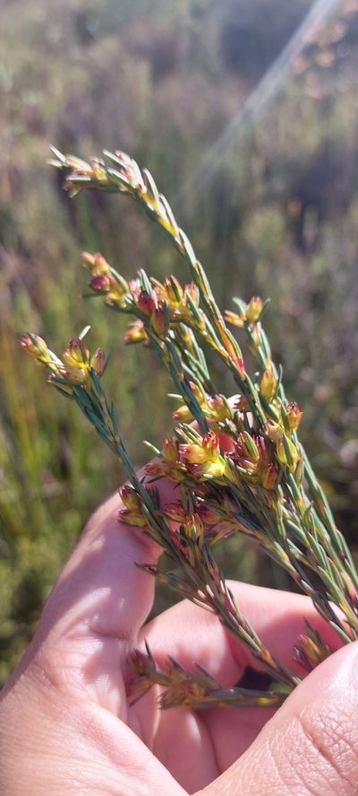 Penaea micrantha, photographed by sharndreheuvel