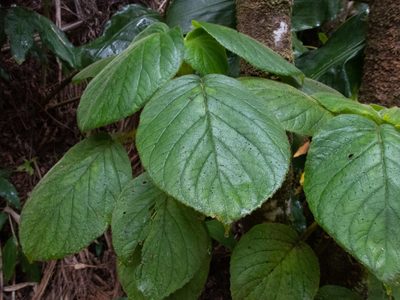 Cyrtandra platyphylla, photographed by Will Sides