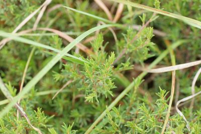 Pultenaea tenuifolia, photographed by Rod Lowther
