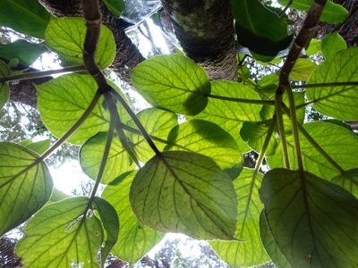 Cyrtandra platyphylla, photographed by Will Sides