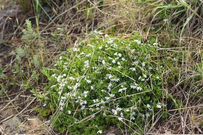 Scaevola albida, photographed by Rod Lowther