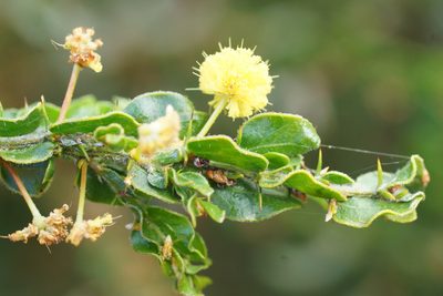 Acacia paradoxa, photographed by Rod Lowther