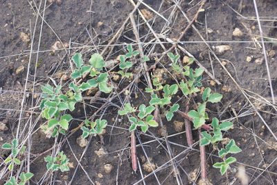 Kennedia prostrata, photographed by Rod Lowther