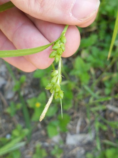 Carex corrugata, photographed by Eric Knight
