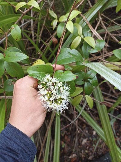 Metrosideros albiflora, photographed by Oscar Dove