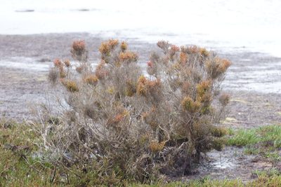 Tecticornia arbuscula, photographed by Rod Lowther