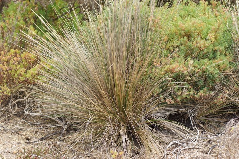Austrostipa stipoides, photographed by Rod Lowther