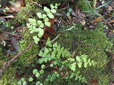 Lindsaea trichomanoides, photographed by Oscar Dove