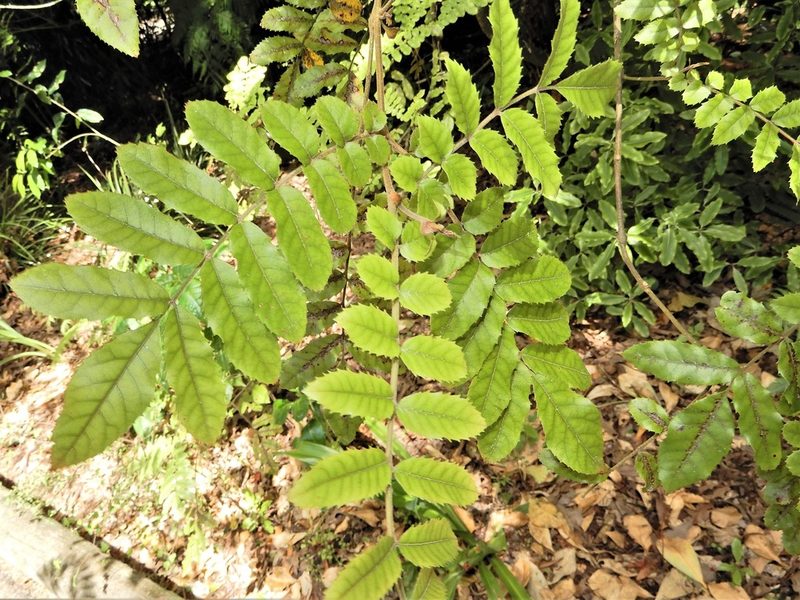 Ackama rosifolia, photographed by Grey Smith