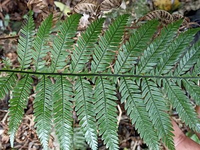 Diploblechnum fraseri, photographed by Oscar Dove