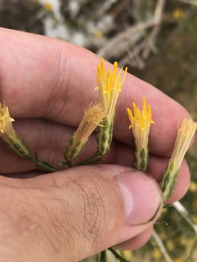 Lorandersonia pulchella, photographed by Jared Shorma