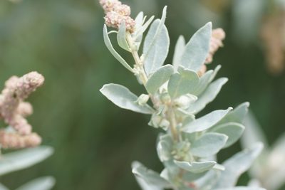 Atriplex cinerea, photographed by Rod Lowther
