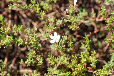 Frankenia pauciflora, photographed by Rod Lowther