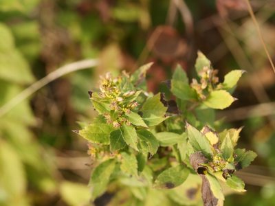 Solidago rugosa, photographed by Alexis Tinker-Tsavalas