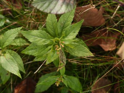 Solidago rugosa, photographed by Alexis Tinker-Tsavalas