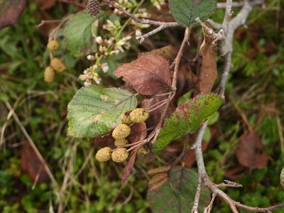 Alnus alnobetula, photographed by Alexis Tinker-Tsavalas