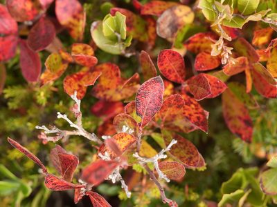 Gaylussacia bigeloviana, photographed by Alexis Tinker-Tsavalas