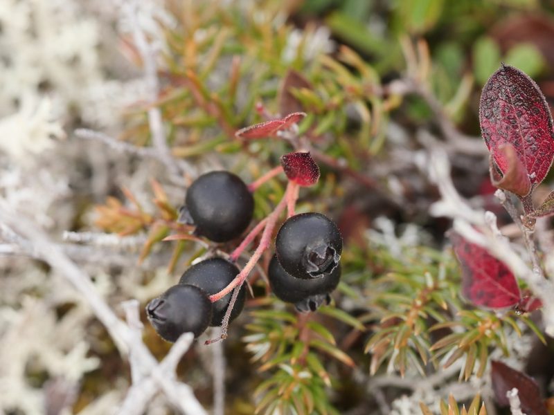 Gaylussacia bigeloviana, photographed by Alexis Tinker-Tsavalas