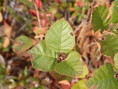 Alnus alnobetula, photographed by Alexis Tinker-Tsavalas
