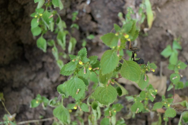 Lindenbergia indica, photographed by Dinesh Valke