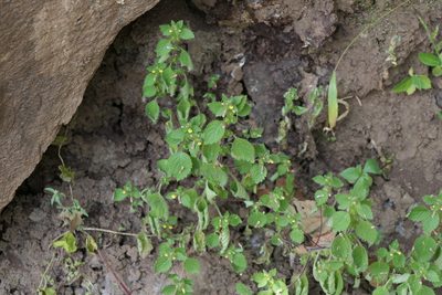 Lindenbergia indica, photographed by Dinesh Valke