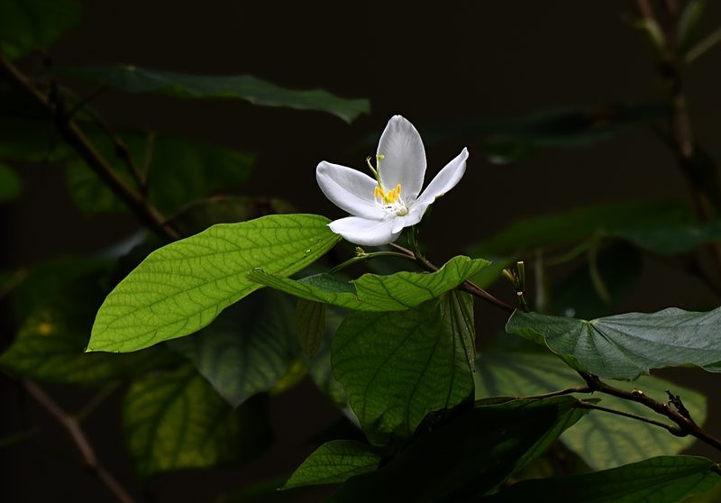 Bauhinia acuminata, photographed by sunnyjosef