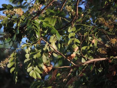 Xanthocercis zambesiaca, photographed by i_c_riddell