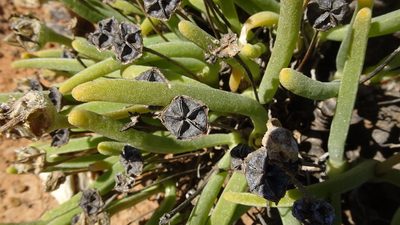 Monilaria moniliformis, photographed by Paul Emms