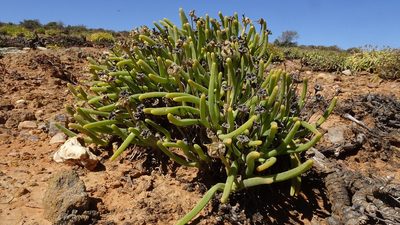 Monilaria moniliformis, photographed by Paul Emms