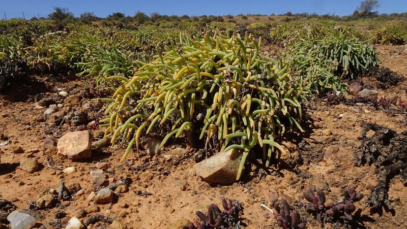 Monilaria moniliformis, photographed by Paul Emms