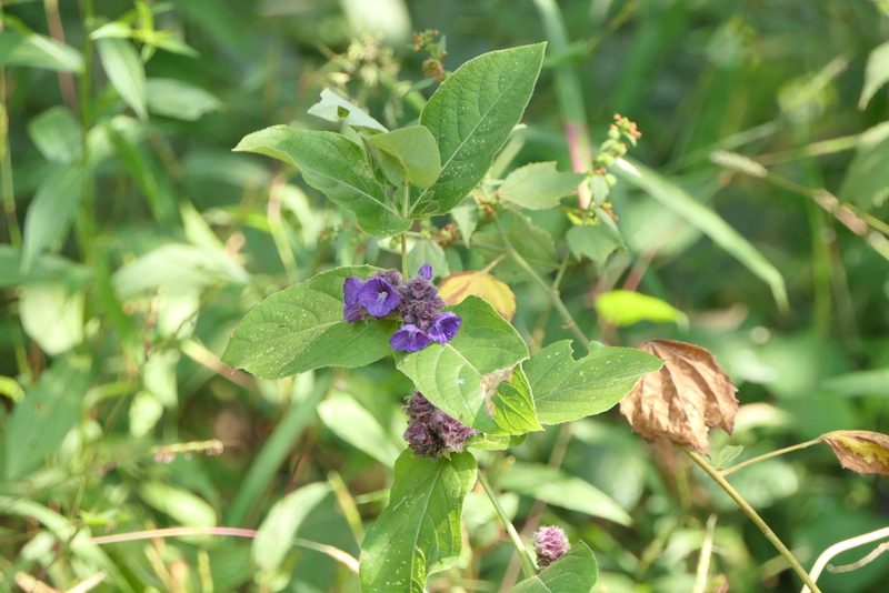 Neuracanthus sphaerostachyus, photographed by Dinesh Valke