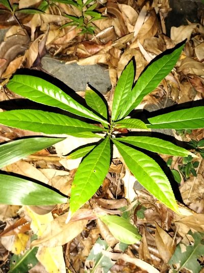 Elaeocarpus grandis, photographed by Matthew Borella