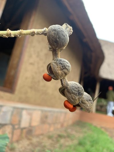 Erythrina abyssinica, photographed by Mike Musgrave