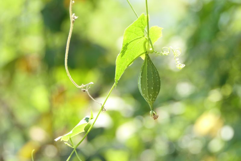Luffa acutangula, photographed by Dinesh Valke